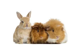 Pieneläimet ryhmään