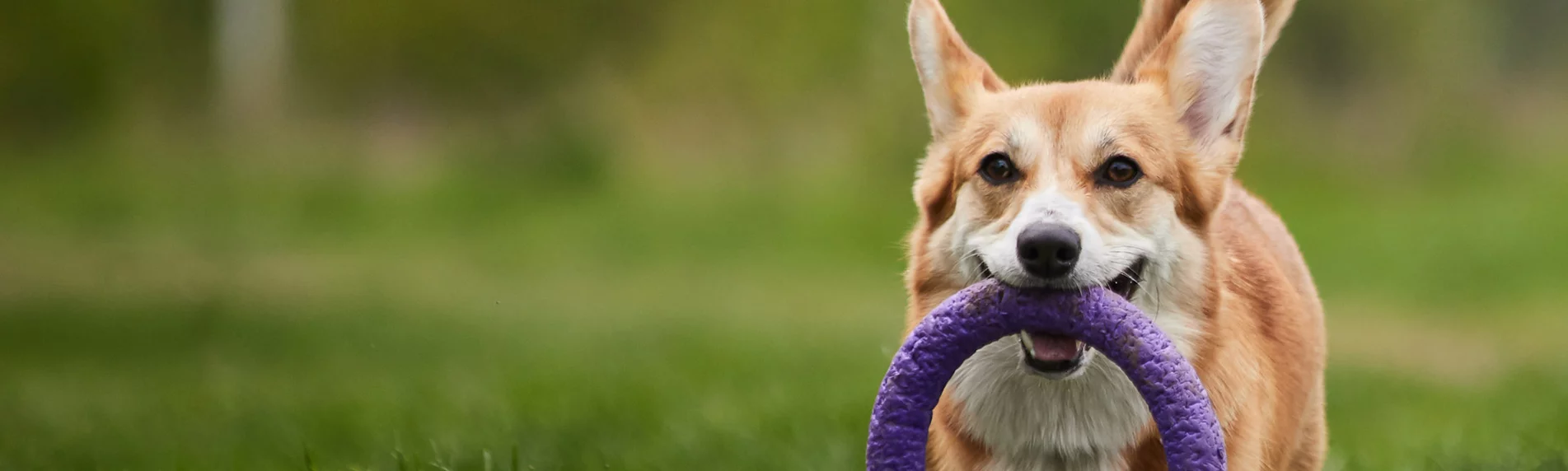 Köysi- ja vetolelut 1