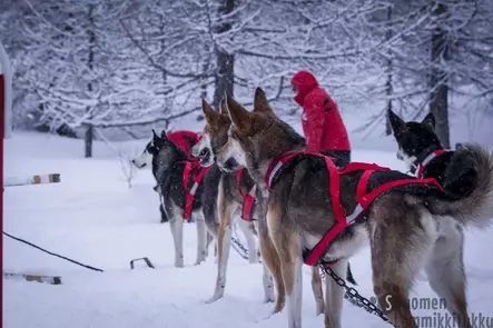 Neewa - back Racing vetovaljaat - Koiran vetovaljaat - 41660 - 2