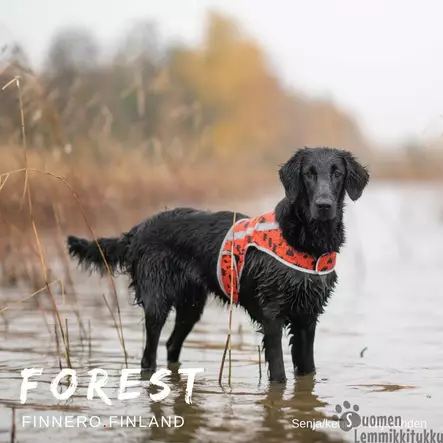 Brava Forest huomioliivi - Koiran huomiotuotteet ja pelastusliivit - 37991 - 1