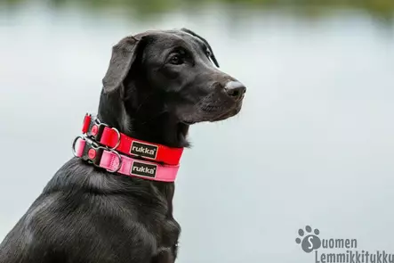 Rukka Pets Bliss panta Keltainen - Koiran pistolukkopannat - 41071 - 2