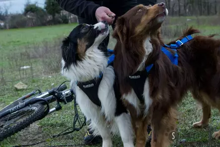 Neewa Adjustable Säädettävät vetovaljaat - Koiran vetovaljaat - 41652 - 2