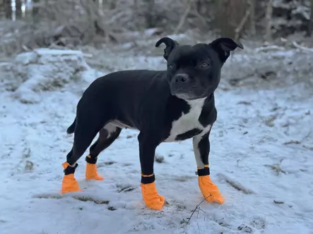 Companion tossut 4kpl - Koiran tossut - 48102 - 2