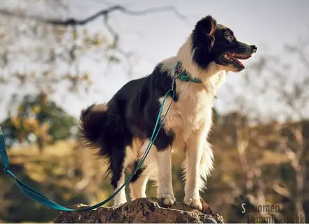 Rukka Pets talutin Bliss, Keltainen - Koiran nylonhihnat - 41072 - 2