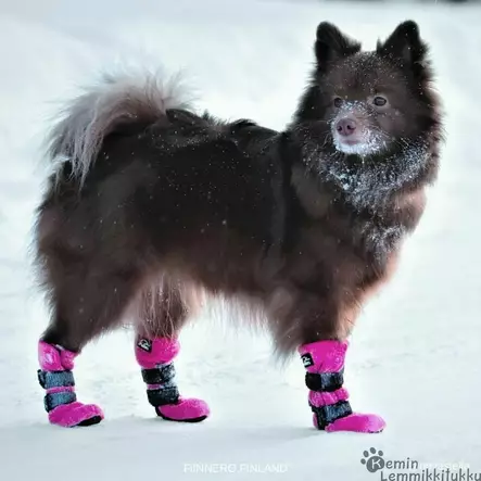 Halla tossut pinkki - Koiran tossut - 39523 - 2