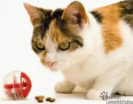 Kissan herkkupallo Twirly 5,5 cm aktivointilelu - Kissan aktivointilelut ja pelit - 38074 - 1