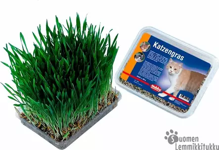 Nobby Kissanruoho kasvatusalustalla - Kissan herkut - 38094 - 1