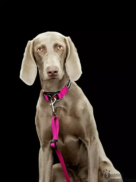 Rukka Pets talutin Bliss, Pinkki - Koiran nylonhihnat - 39504 - 2