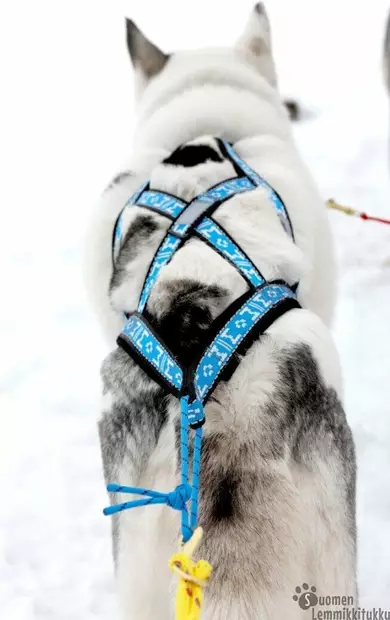 Manmat Sled-valjaat - Koiran vetovaljaat - 42464 - 2