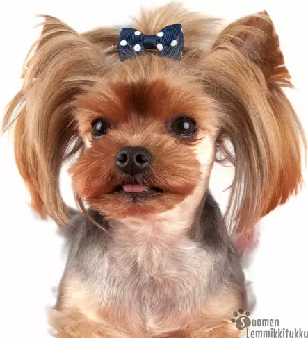 Polka Dot rusetti klipsillä, värivalikoima - Koiran asusteet - 41535 - 1