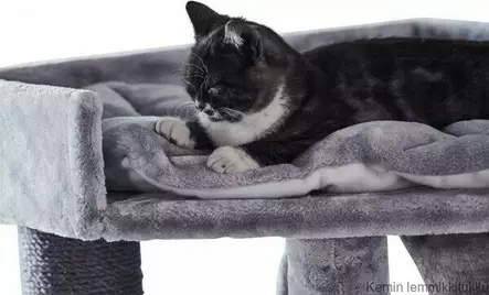 Tukeva raapimispuu Adile etenkin isoille kissoille - Kissan raapimapuut - 37195 - 2