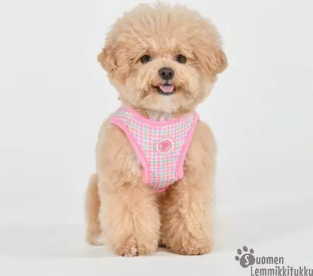 Pinkaholic Erasmus takkivaljaat B - Koiran valjaat - 42186 - 2