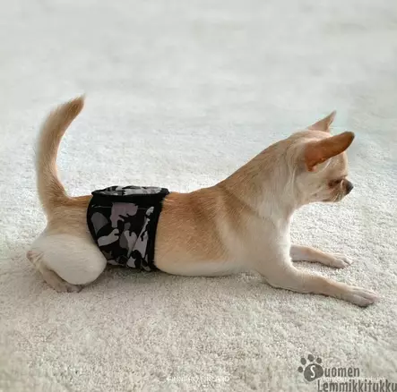 Finnero Justincase urosvyö, Camo - Koiran juoksuhousut ja urossuojat - 41236 - 2