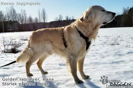 Neewa Lenkkeilyvaljaat koko XL - Koiran valjaat - 41656 - 1