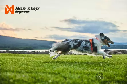 Non-stop Line valjas 5.0, oranssi - Koiran valjaat - 40106 - 2