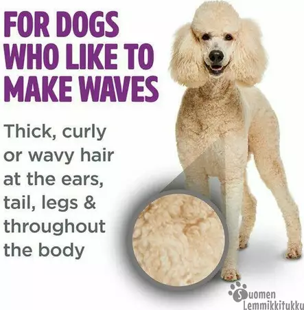 Perfect Fur, Shampoo kiharalle turkille 473ml, villakoira, bichon frise, vanha englannin lammaskoira ja muut rodut joilla on turkissa paljon tuuheutta. - Koiran shampoot - 40666 - 2