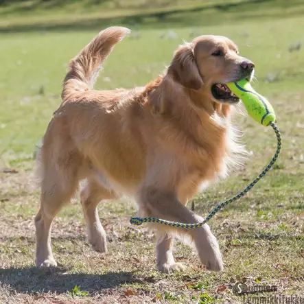 Kong AirDog Fetch Stick köydellä - Koiran pallot ja heittolelut - 40297 - 2