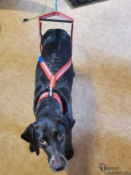Bragråttan Kapulavaljaat, Stick Harness - Koiran vetovaljaat - 40147 - 2