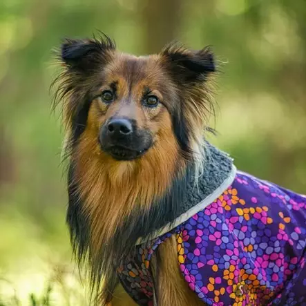 ToppaPomppa Curry koko 37 - Koiran talvitakit - 40897 - 2