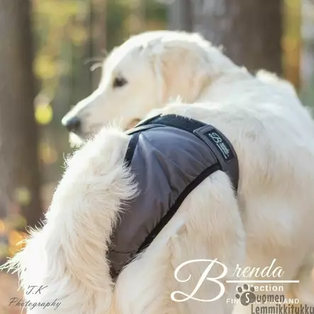 Finnero Brenda juoksuhousut tummanharmaa - Koiran juoksuhousut ja urossuojat - 38508 - 2