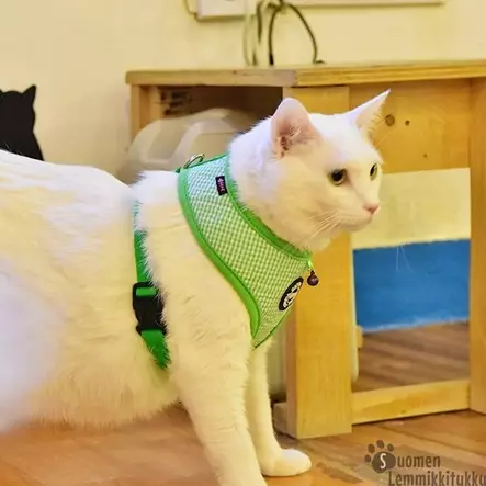 Catspia Eleanor valjaat - Kissan valjaat - 42178 - 2