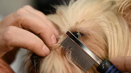 Show Tech Naama- ja korvakampa - Koiran harjat, kammat ja karstat - 38518 - 2