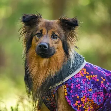 ToppaPomppa Cosmos 37cm - Koiran talvitakit - 42458 - 2