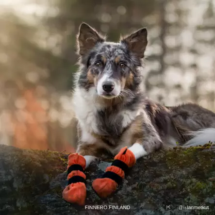 Halla tossut oranssi - Koiran tossut - 37999 - 2