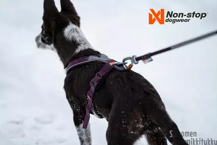 Non-stop Line valjas 5.0, vihreä - Koiran valjaat - 40539 - 2