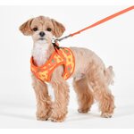 Puppia Soft Vest takkivaljaat B Bacopas, Oranssi