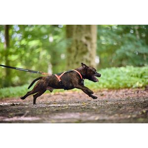 Non-Stop Dogwear Rush vetovaljaat, Teal