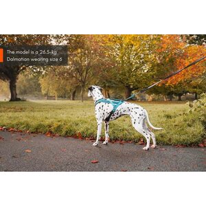 Non-Stop Dogwear Rush vetovaljaat, Teal