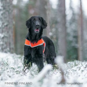 Finnero Brava Atte huomioliivi, oranssi