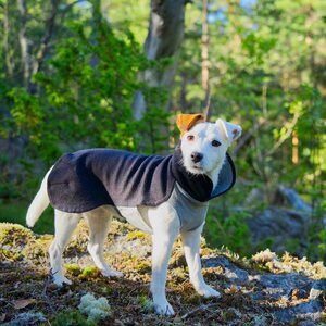 Paikka Recovery Winter Shirt koiran palautumispaita, harmaa
