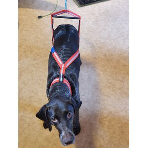 Dragråttan Kapulavaljaat, Stick Harness