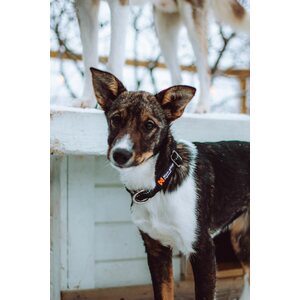 Non-Stop Dogwear Polypro Collar