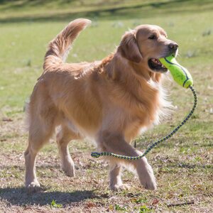 Kong AirDog Fetch Stick köydellä
