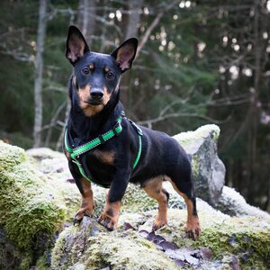 Finnero "Matkalla kotiin"-malliston RESCUE valjas, vihreä, koko XS