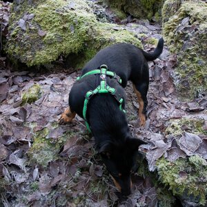 Finnero "Matkalla kotiin"-malliston RESCUE valjas, vihreä, koko XS