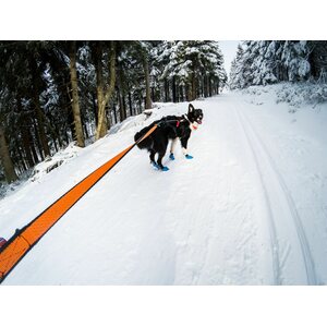 Non-Stop Dogwear Bungee Leash