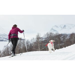 Non-Stop Dogwear Trekking Belt Blue vetovyö