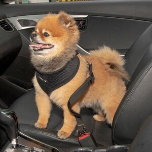 Puppia Simple Dog Turvavyökytkös