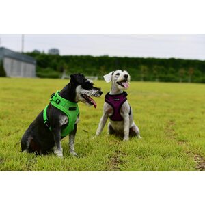 Puppia Ritefit A-valjas, beige