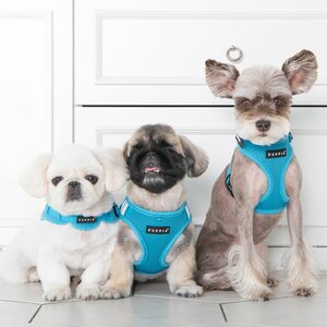 Puppia Soft Vest takkivaljaat, taivaansininen