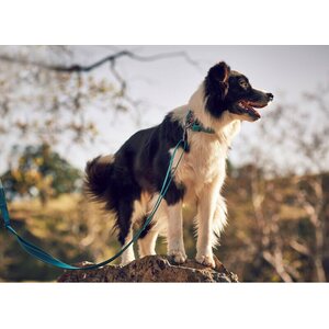 Rukka Pets talutin Bliss, Keltainen