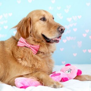 Zippy paws Jigglerz – Pinkki karhu
