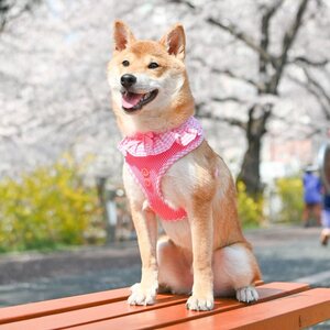Puppia Vivien A-valjas, pinkki
