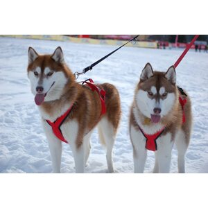 Neewa Sled Pro vetovaljaat, sininen