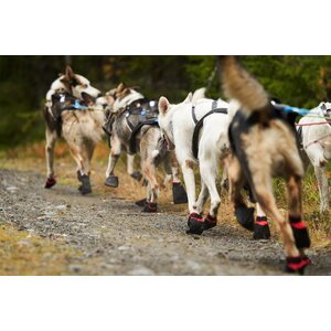 Non-Stop Dogwear Solid Socks