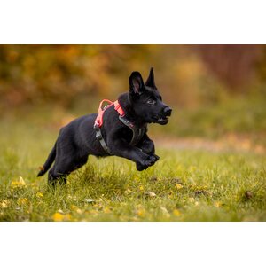 Non-Stop Dogwear Ramble valjaat, pinkki